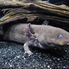 グレーターサイレン(しながわ水族館)