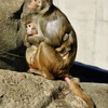 アカゲザルの親子(東武動物公園)