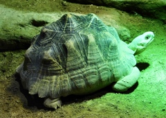 ホウシャガメ(熱川バナナワニ園)