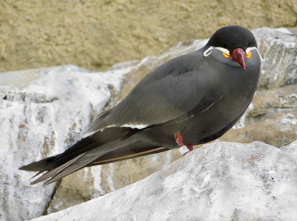 インカアジサシ(上野動物園)