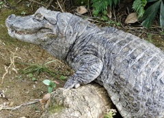 クチヒロカイマン(熱川バナナワニ園)