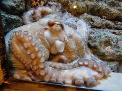ミズダコ(しながわ水族館)