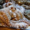 ミズダコ(しながわ水族館)
