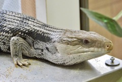 アオジタトカゲ(浦安市交通公園)