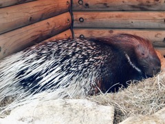アフリカタテガミヤマアラシ(上野動物園)