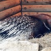 アフリカタテガミヤマアラシ(上野動物園)