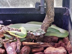 テングヘビ(板橋区立熱帯環境植物館)