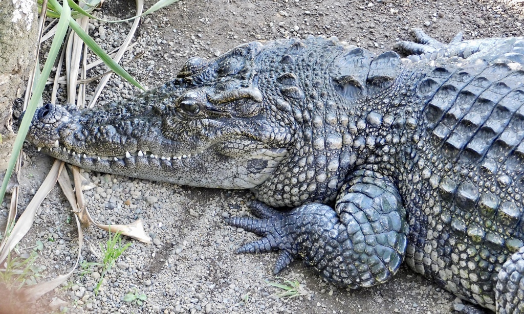 シャムワニ(熱川バナナワニ園)