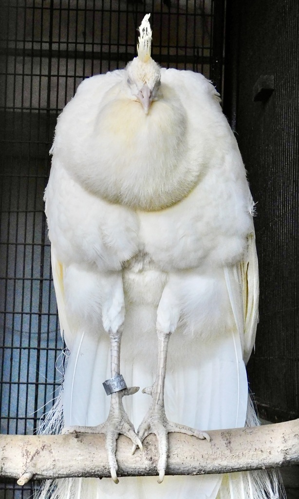 白いインドクジャク(野毛山動物園)