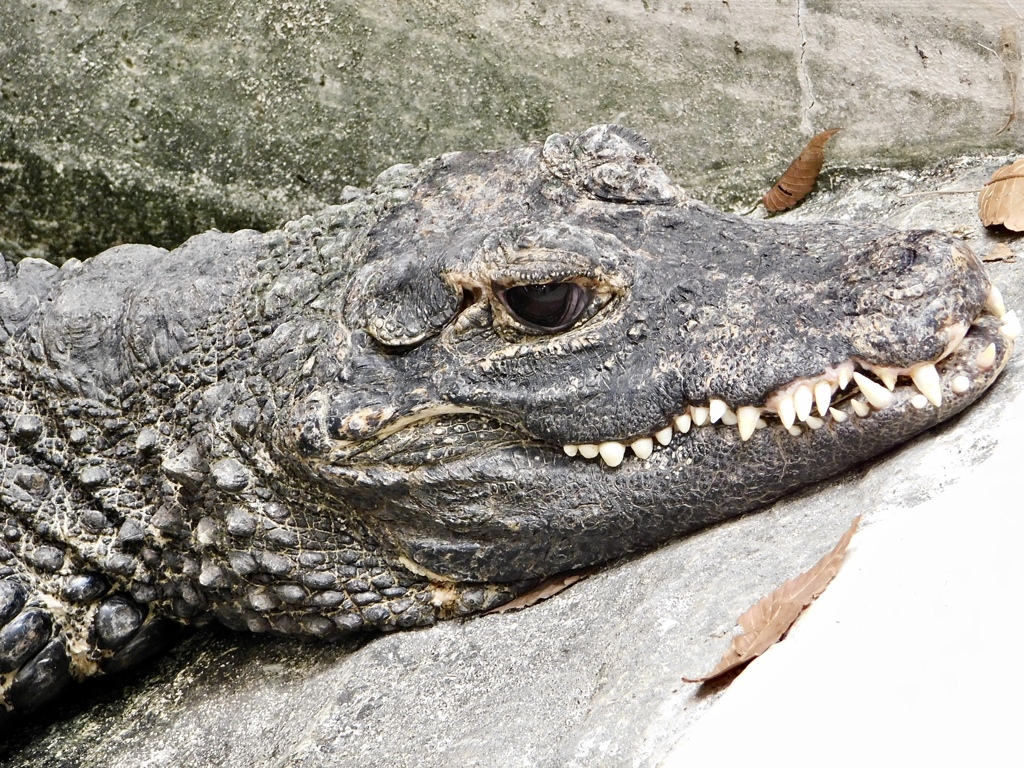 ニシアフリカコビトワニ(野毛山動物園)