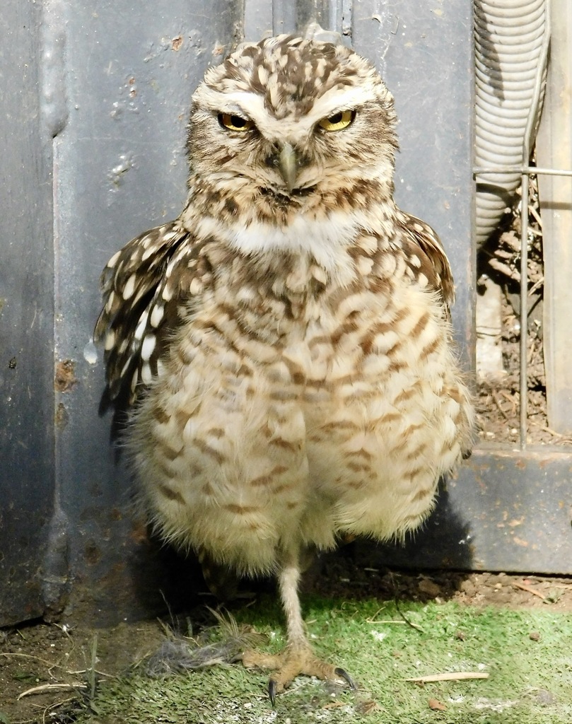 アナホリフクロウ(江戸川区自然動物園)