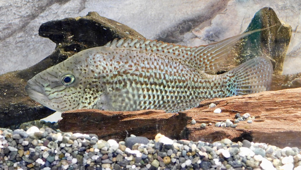 チアパヘロス・グラモデス(浦安市交通公園)