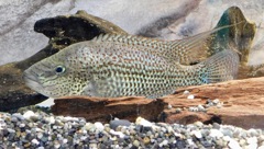 チアパヘロス・グラモデス(浦安市交通公園)