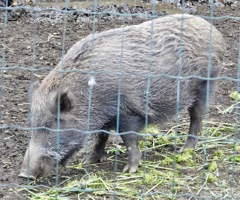 ニホンイノシシ(井の頭自然文化園)
