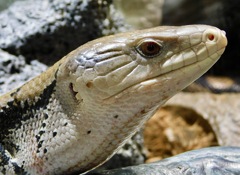 メラウケアオジタトカゲ(足立区生物園)