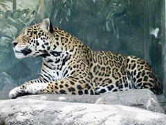 ジャガー(天王寺動物園)
