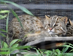 アムールヤマネコ(井の頭自然文化園)