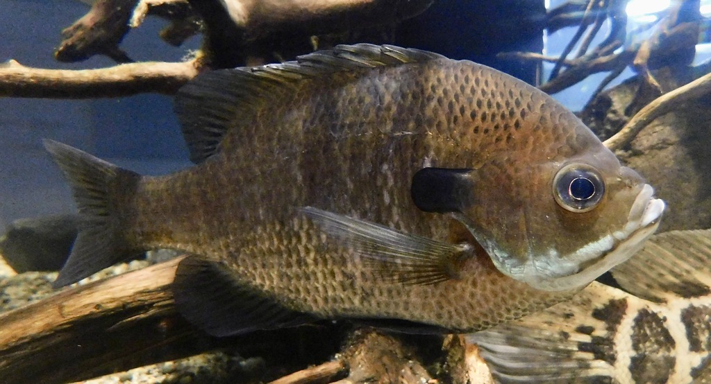 ブルーギル(カワスイ　川崎水族館)