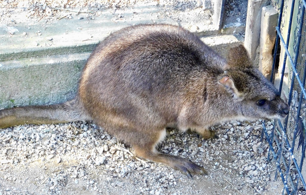 パルマワラビー(足立区生物園)