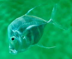 ルックダウン(葛西臨海水族園)