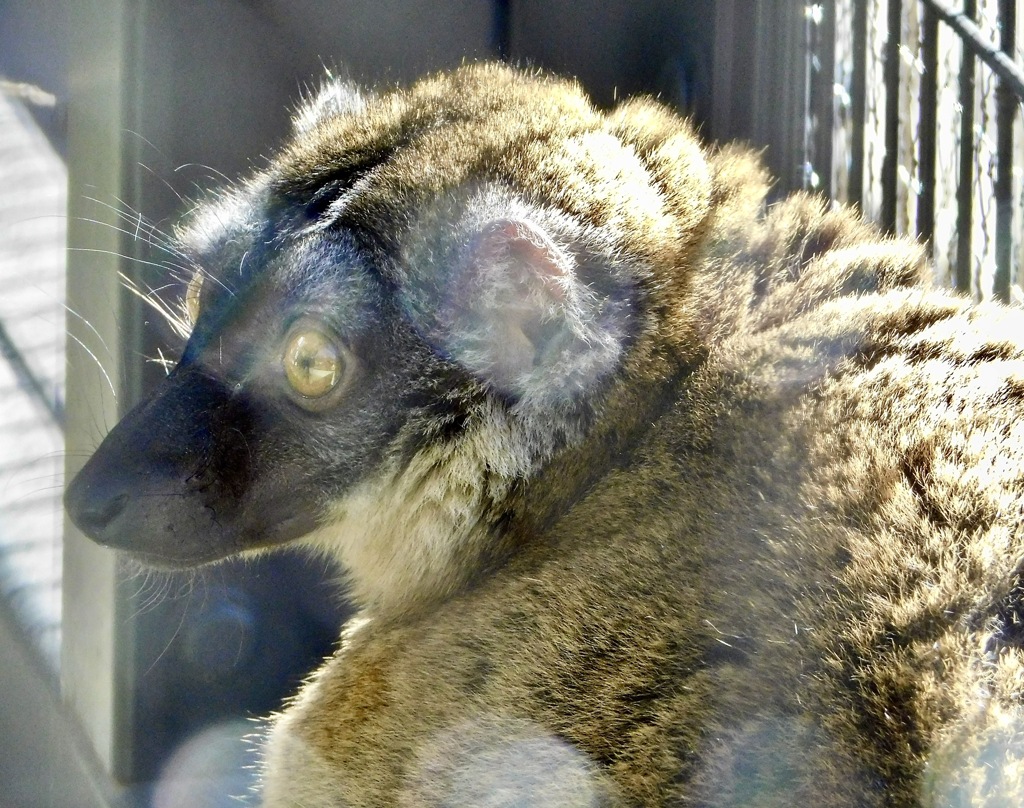 ブラウンキツネザル(夢見ヶ崎動物公園)