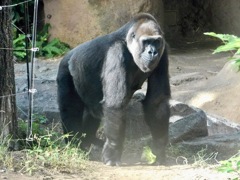 ニシローランドゴリラ(上野動物園)