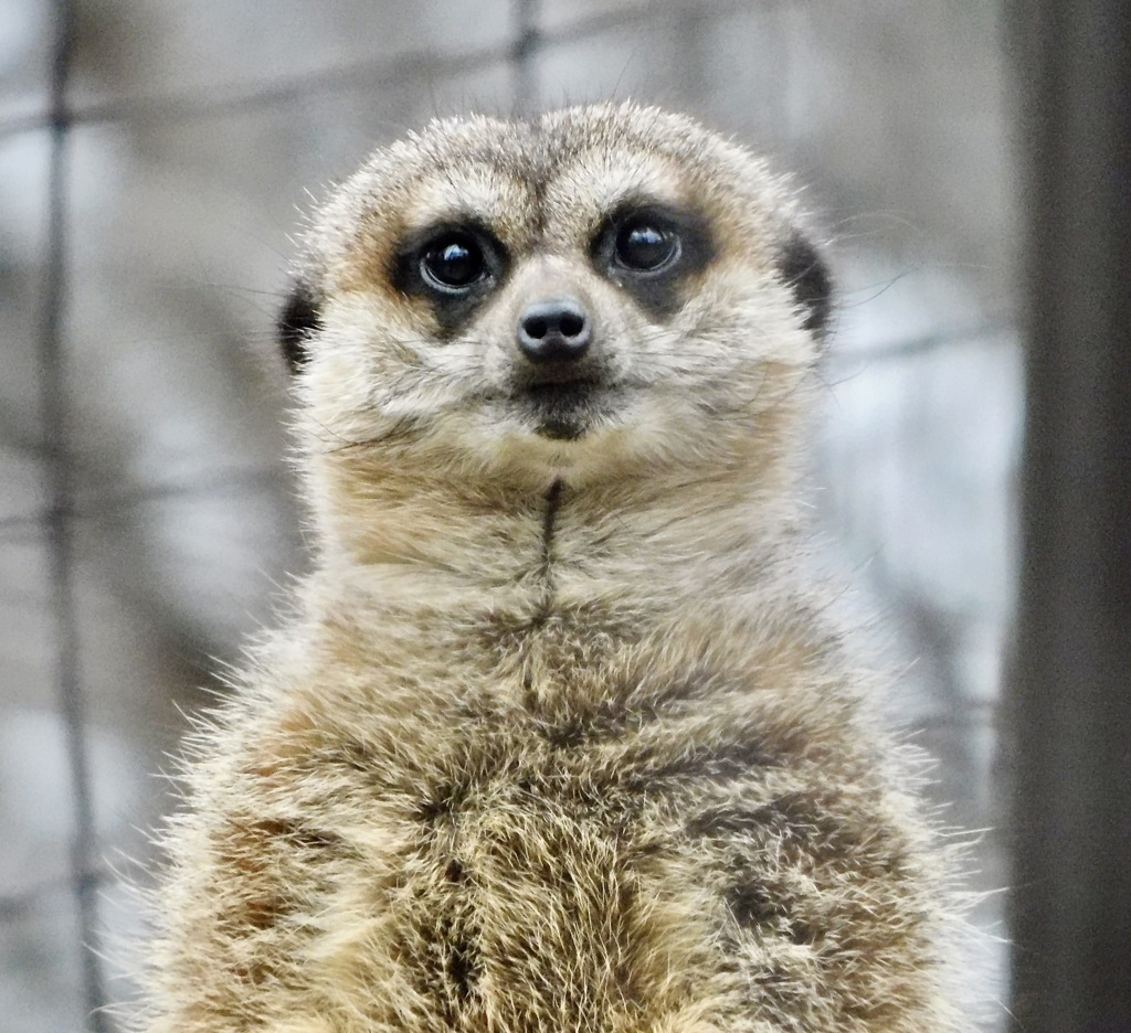 ミーアキャット(井の頭自然文化園)