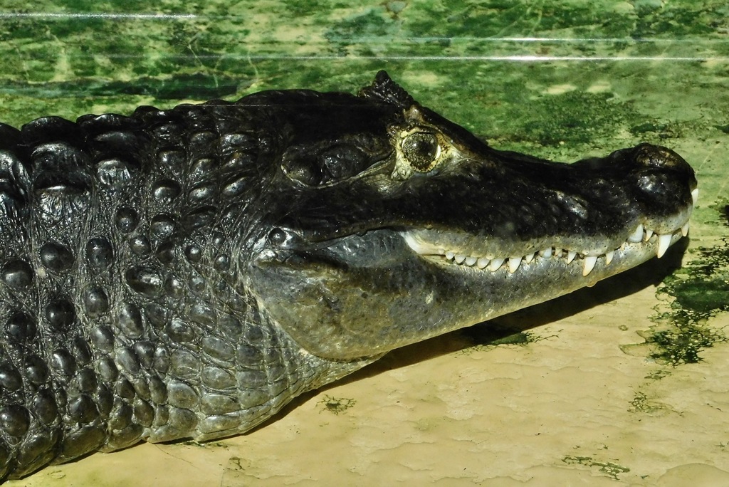 メガネカイマン(東武動物公園)
