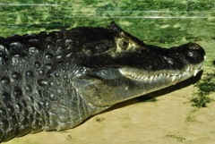 メガネカイマン(東武動物公園)