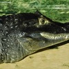 メガネカイマン(東武動物公園)
