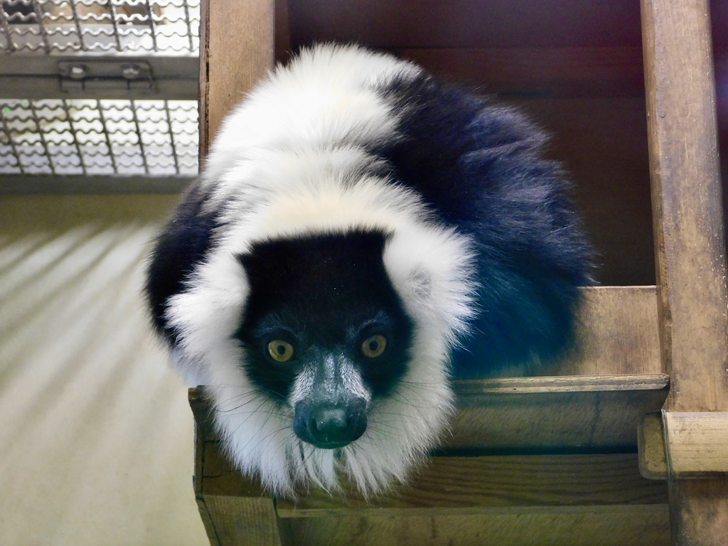 エリマキキツネザル(夢見ヶ崎動物公園)