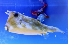 コンゴウフグ(しながわ水族館)