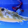 コンゴウフグ(しながわ水族館)