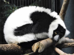 エリマキキツネザル(野毛山動物園)
