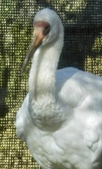 ソデグロヅル(多摩動物公園)