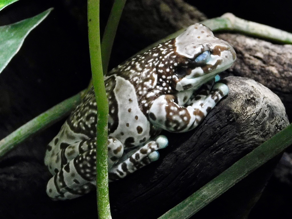 ジュウジメドクアマガエル(カワスイ　川崎水族館)