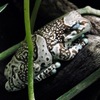 ジュウジメドクアマガエル(カワスイ　川崎水族館)
