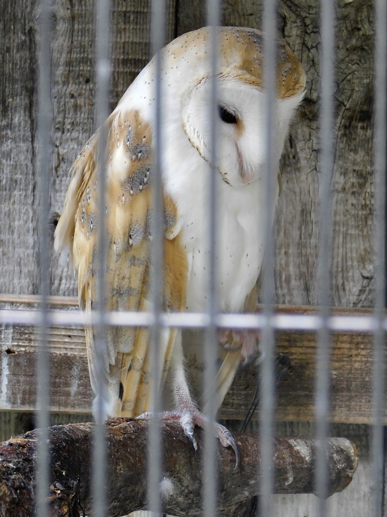 メンフクロウ(井の頭自然文化園)