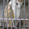 メンフクロウ(井の頭自然文化園)