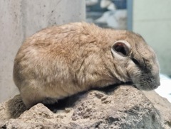 グンディ(足立区生物園)