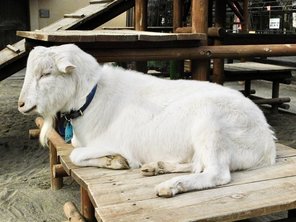 ヤギ(井の頭自然文化園)