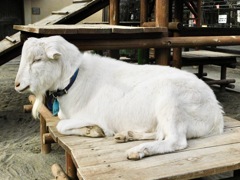 ヤギ(井の頭自然文化園)