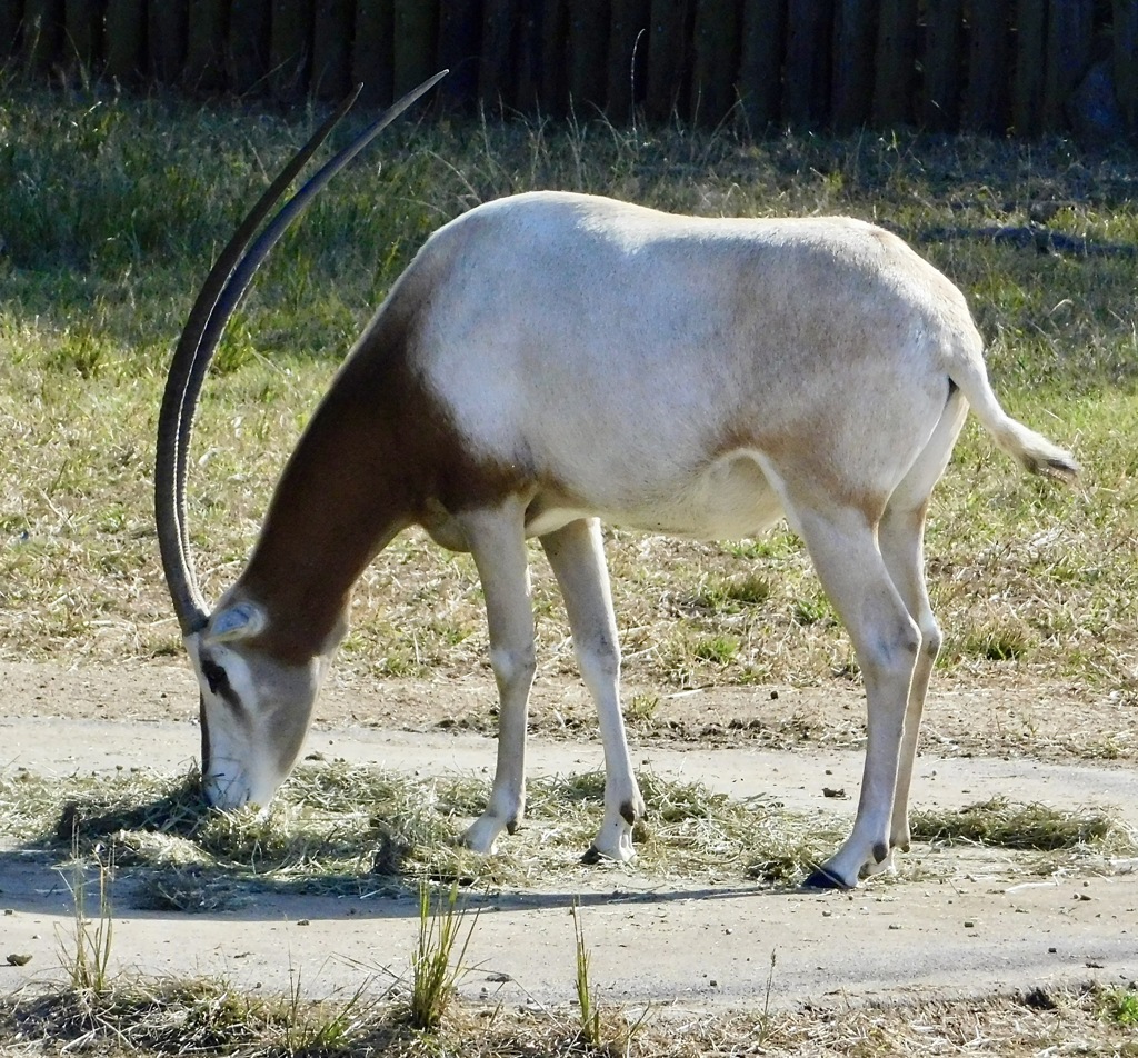 シロオリックス(東武動物公園)