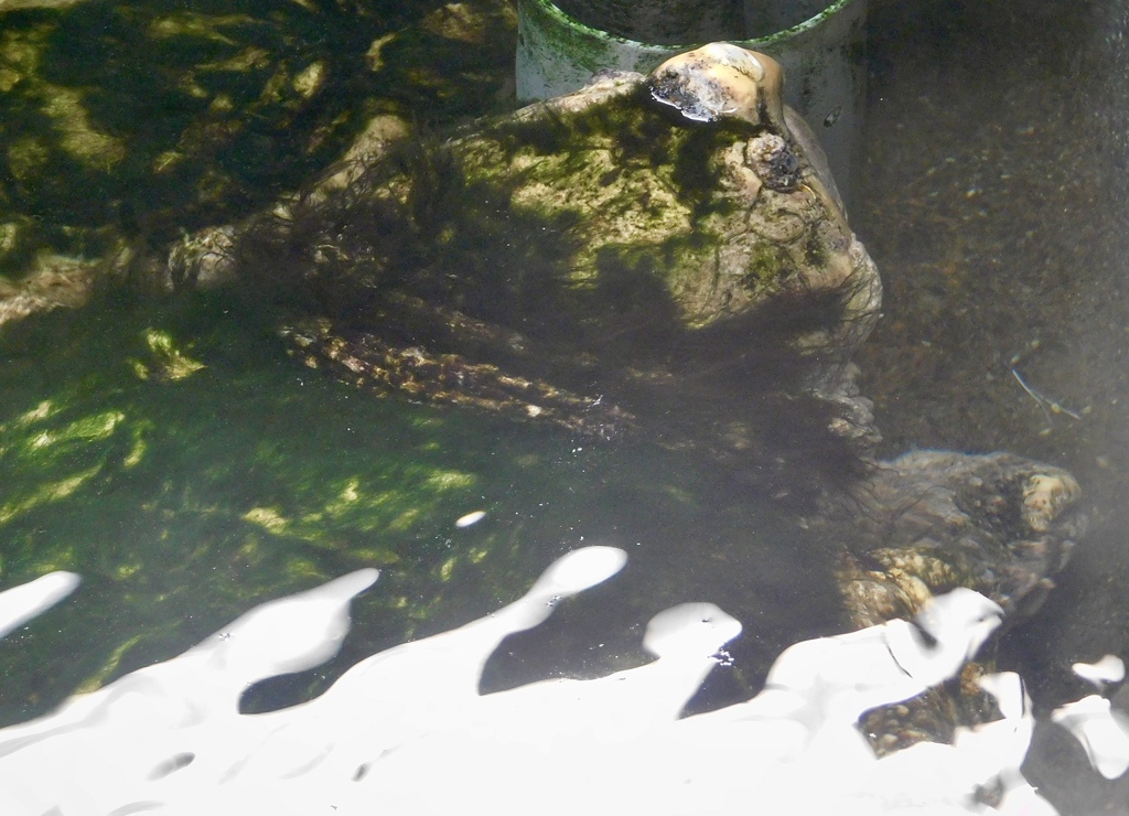 ワニガメ(熱川バナナワニ園)