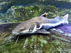 レッドテールキャットフィッシュ(カワスイ　川崎水族館)