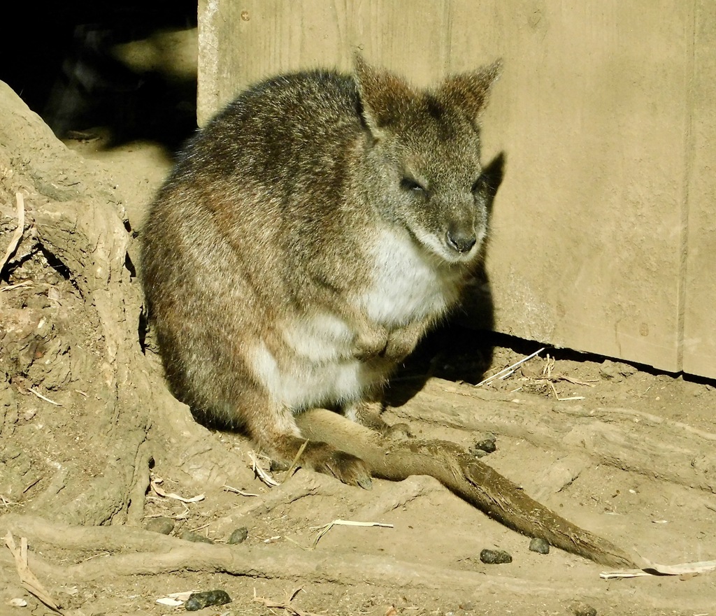 パルマワラビー(多摩動物公園)