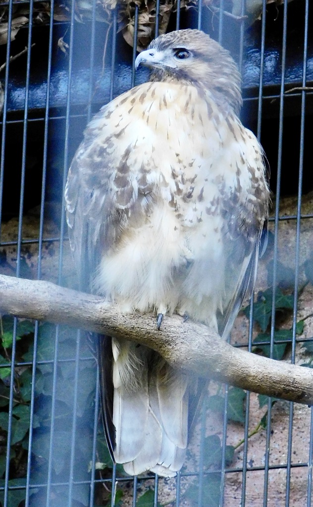 ノスリ(野毛山動物園)