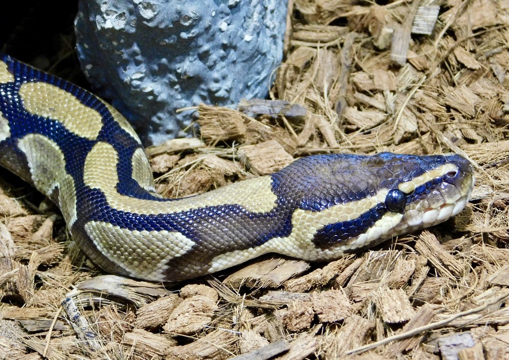 ボールニシキヘビ(足立区生物園)