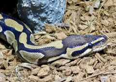 ボールニシキヘビ(足立区生物園)