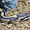 ボールニシキヘビ(足立区生物園)